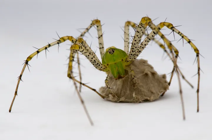 Green lynx spider